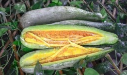 vx网红吃瓜免费,免费体验，带你领略网络红人幕后生活